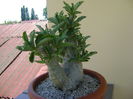 Pachypodium lealii ssp. saundersii