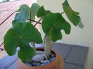 Jatropha podagrica