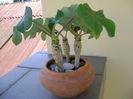 Jatropha podagrica