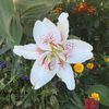 lilium Muscadet