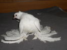 vandut