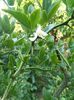 Floare -Poncirus trifoliata