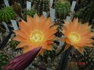 DSC09954