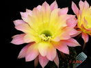 DSC09985