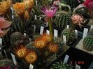 DSC09997