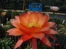 DSC00195