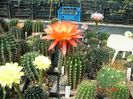 DSC00196