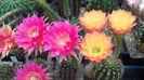 IMG_20160603_132519_569