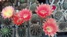 IMG_20160603_132533_991