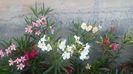 20160714_190507