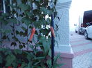 DSCN2810