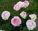 IMG_20160714_205930