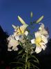 20160714_211543