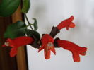 Aeschynanthus Mona Lisa