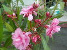 DSCN0736[1]