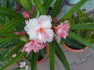 DSCN0741[1]