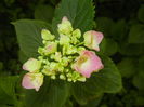 Hydrangea macrophylla (2016, June 12)