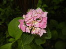 Hydrangea macrophylla (2016, June 20)