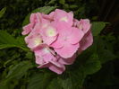 Hydrangea macrophylla (2016, June 21)