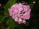 Hydrangea macrophylla (2016, June 24)