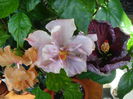 DSC06010