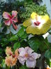 DSC06003