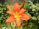 Hemerocallis Red (2015, June 24)