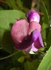 Lathyrus odoratus (2016, June 18)