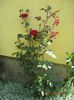 Picture 6409