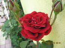 Picture 6411