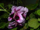 DSCN2262