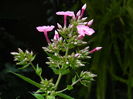 DSCN2265