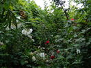 DSCN2267