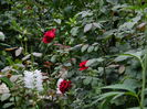 DSCN2268