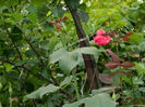 DSCN2270