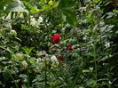 DSCN2318