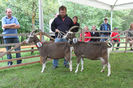 Toggenburg frumoase-7xv