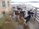 Toggenburg si capre frumoase