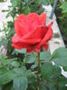 Picture 6414