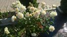 WP_20160714_09_01_26_Pro
