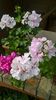 WP_20160715_10_29_52_Pro