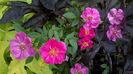 WP_20160715_092