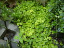 covor Lysimachia