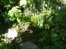 Juncus pantes