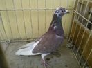Maroc 15 vandut