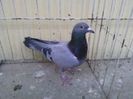 PL 15 vandut