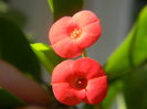 Euphorbia millii