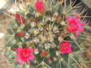 DSCN7336