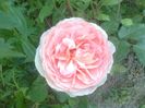 A shropshire lad
