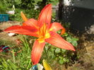 Hemerocallis Red (2016, July 02)